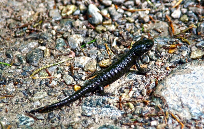 Salamander Alpine Salamander Black Nature Animal