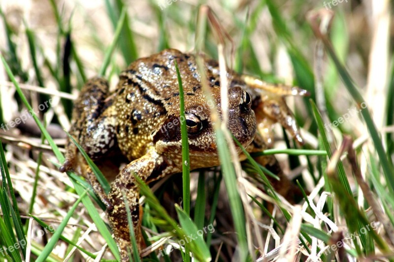 Toad Frog Grass Newt Anuran