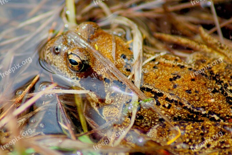 Toad Frog Amphibians Anuran Water