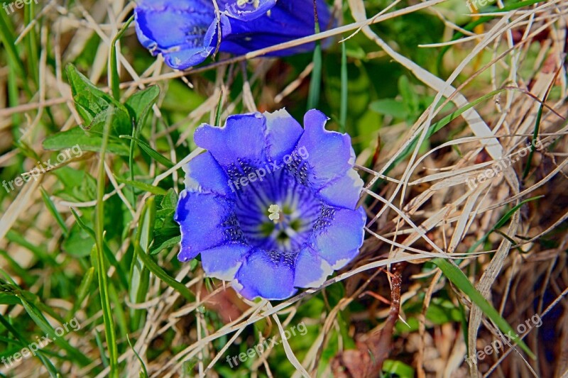 Gentian Blossom Bloom Blue Flower