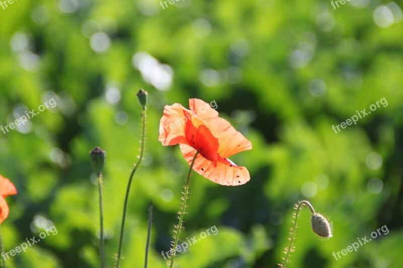 Poppy Klatschmohn Nature Green Red