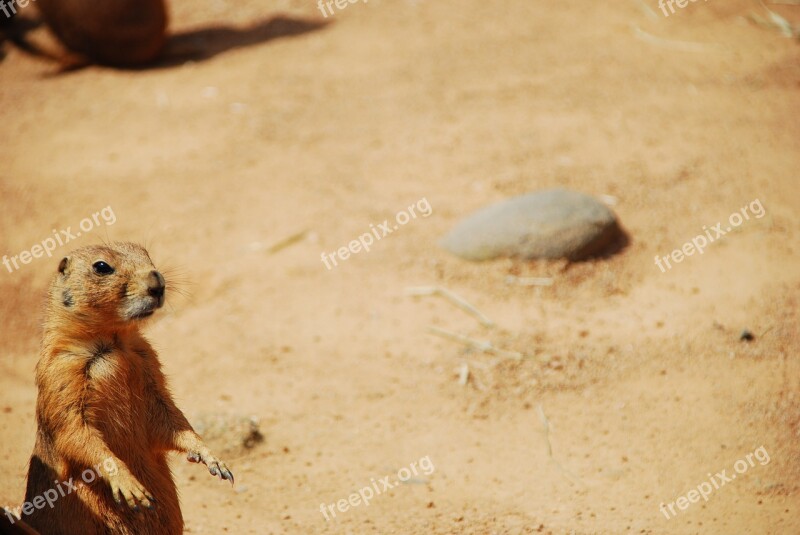 Prairie Dog Animal Sand Free Photos