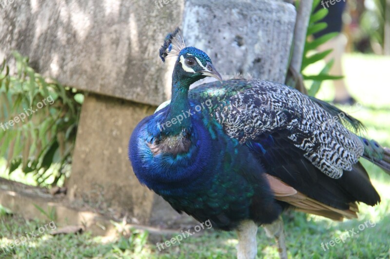 Peacock Bird Nature Feather Blue