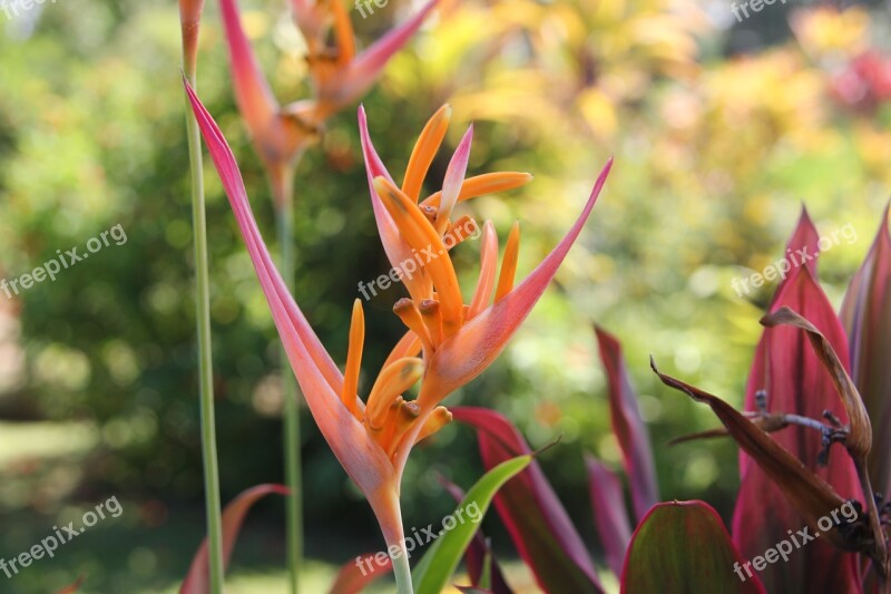 Flower Hawaiian Flower Bird Of Paradise Hawaiian Tropical