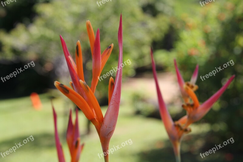 Flower Hawaiian Flower Bird Of Paradise Hawaiian Tropical