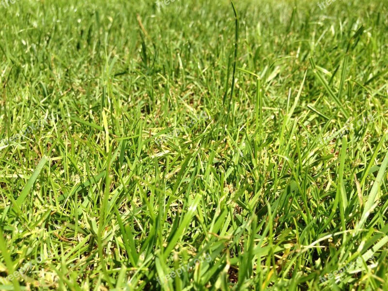 Grass Rush Green Meadow Halme