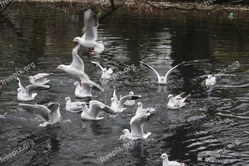 White Ducks Lake Winter Free Photos