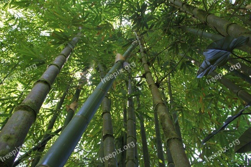 Bamboo Bamboo Forest Hawaii Bamboo Nature Green