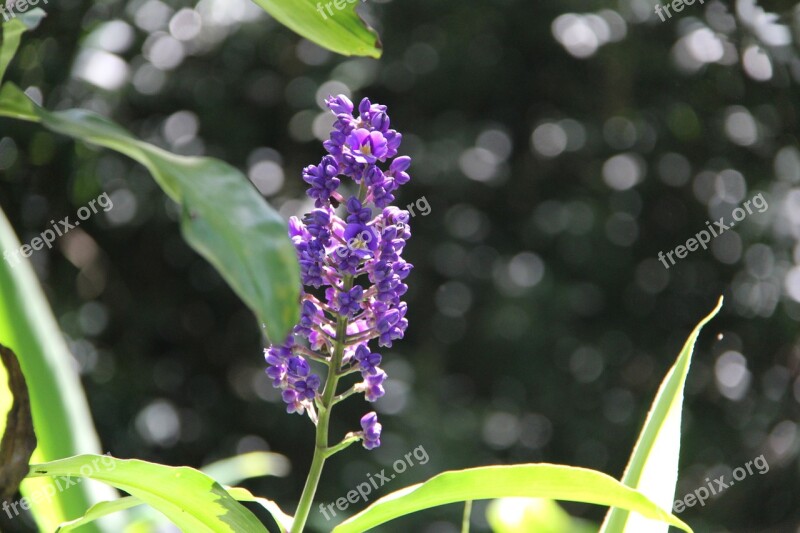 Flower Purple Flower Hawaiian Flower Hawaiian Flora Hawaii