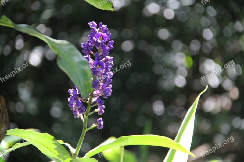 Flower Purple Flower Hawaiian Flower Hawaiian Flora Hawaii