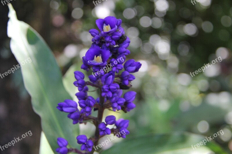 Flower Purple Flower Hawaiian Flower Hawaiian Flora Hawaii