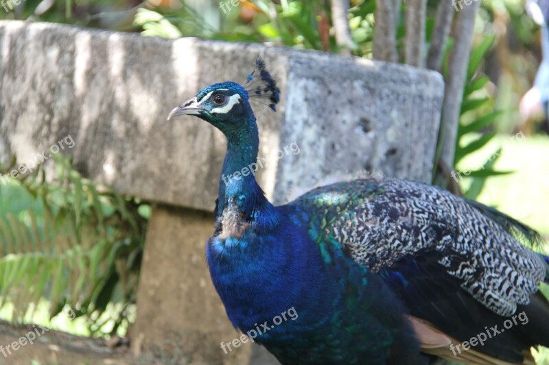 Peacock Bird Nature Feather Blue