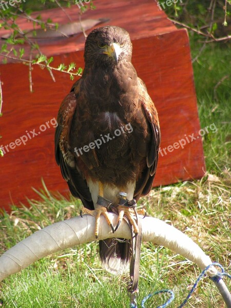 Buzzard Harris Parabuteo Unicinctus Predator Falconry Breeding Raptors