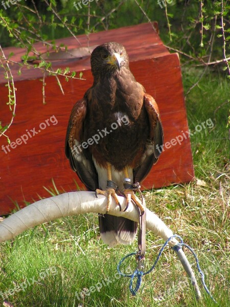 Buzzard Harris Parabuteo Unicinctus Predator Falconry Breeding Raptors