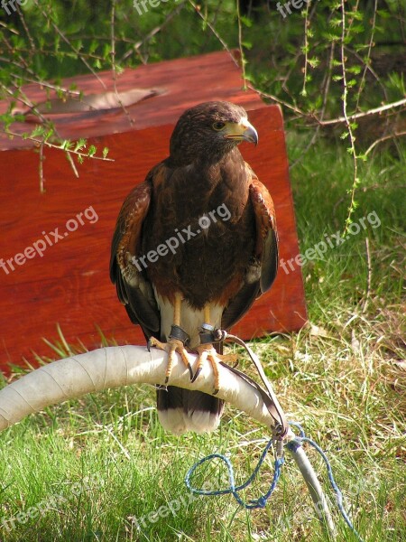 Buzzard Harris Parabuteo Unicinctus Predator Falconry Breeding Raptors