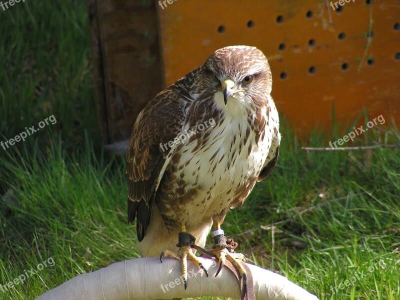 Buzzard Buteo Buteo Falconry Training Breeding Raptors