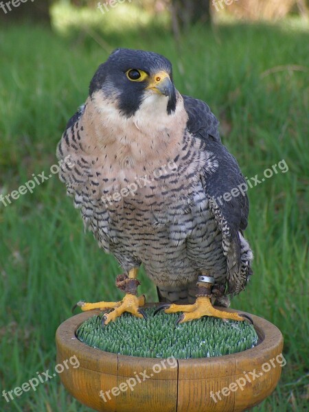 Peregrine Falcon Falco Peregrinus Falcon Falconry Predator