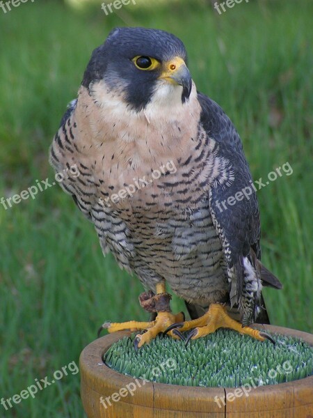 Peregrine Falcon Falco Peregrinus Falcon Falconry Predator