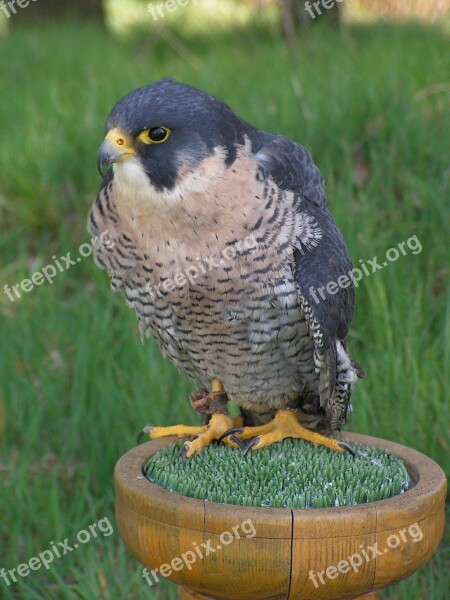 Peregrine Falcon Falco Peregrinus Falcon Falconry Predator