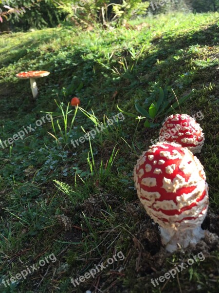 Fly Agaric Mushroom Forest Toxic Risk