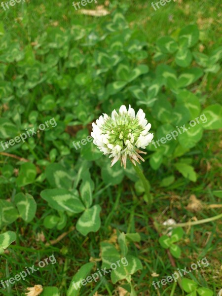 Clover Flowers Spring Free Photos