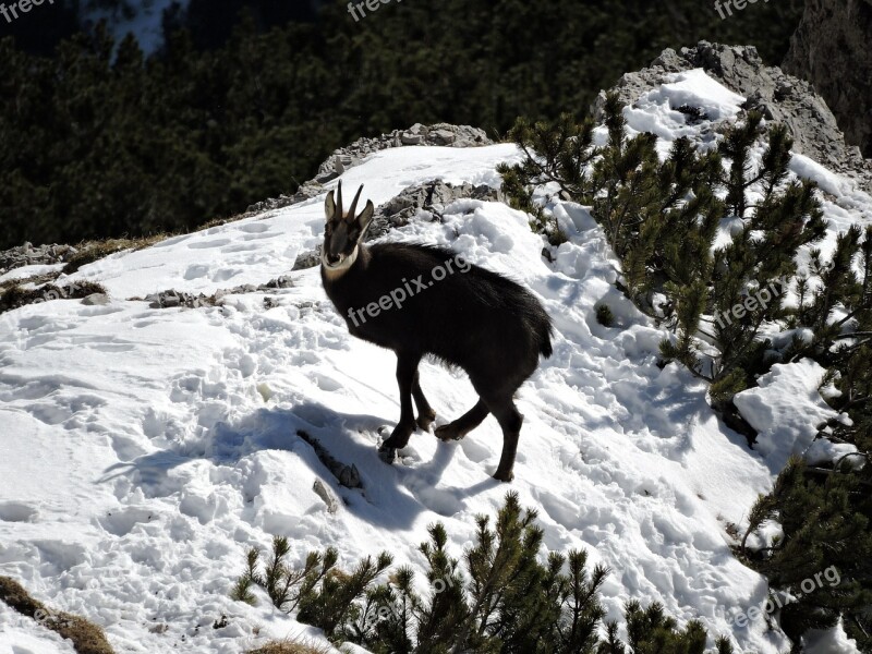 Chamois Snow Animal Mountain Winter