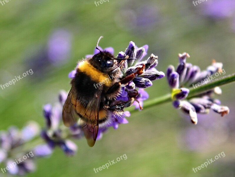 Nature Lavender Purple Plant Garden