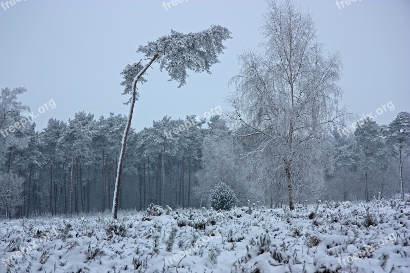 The Winter's Tale Wintry Forest Winter Pine Forest