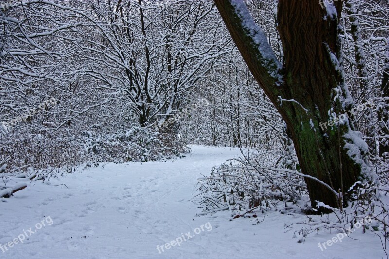 Winter Forest Tree Bush Snowed In