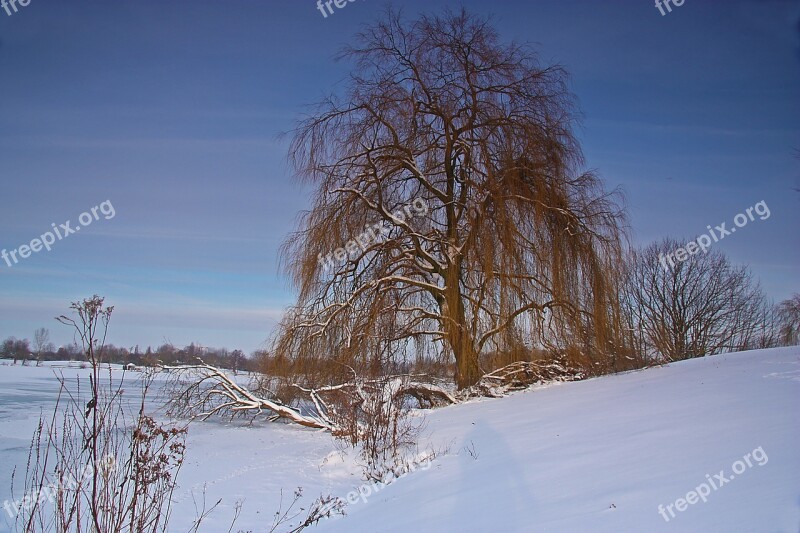 Weeping Willow Winter Lake Ice Snow