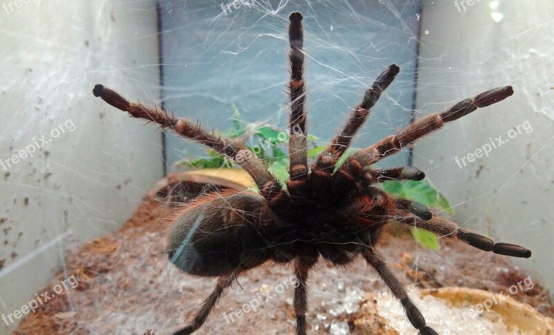 Tarantula Spider Disgust Fear Cobweb