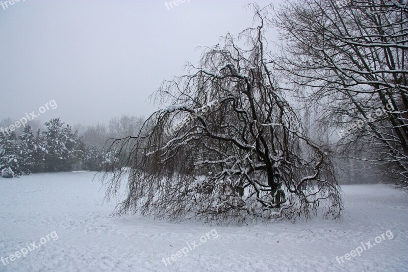 Weeping Beech Mourning Winter Cold Grey