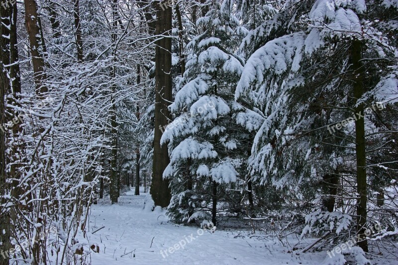 Winter Forest Tree Coniferous Forest Firs