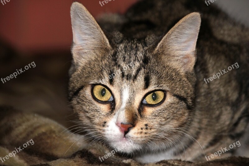 Animals Cat Closeup Kitten Striped