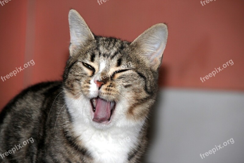 Kitten Yawns Cute Blinked Pet