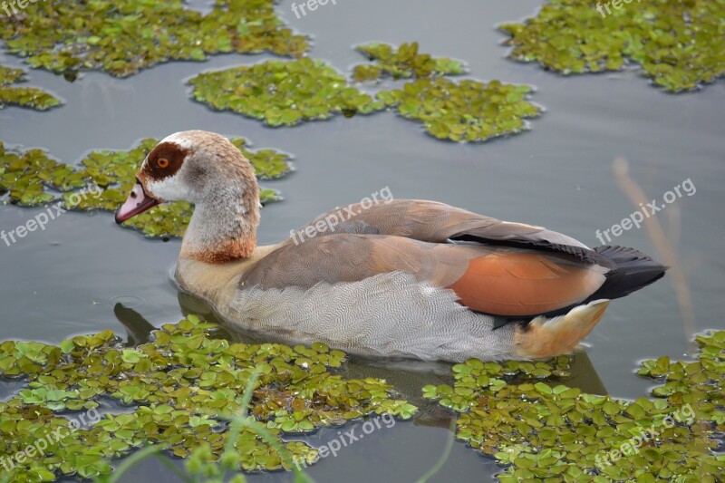 Duck Pond Nature Lake Bird