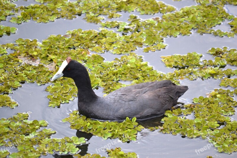 Duck Lake Water Green Nature