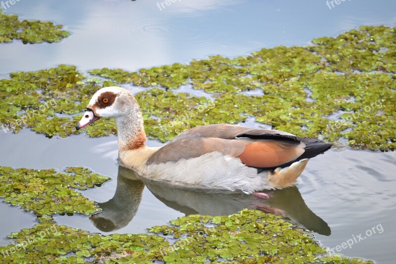 Duck Waterfowl Water Pond Wildlife