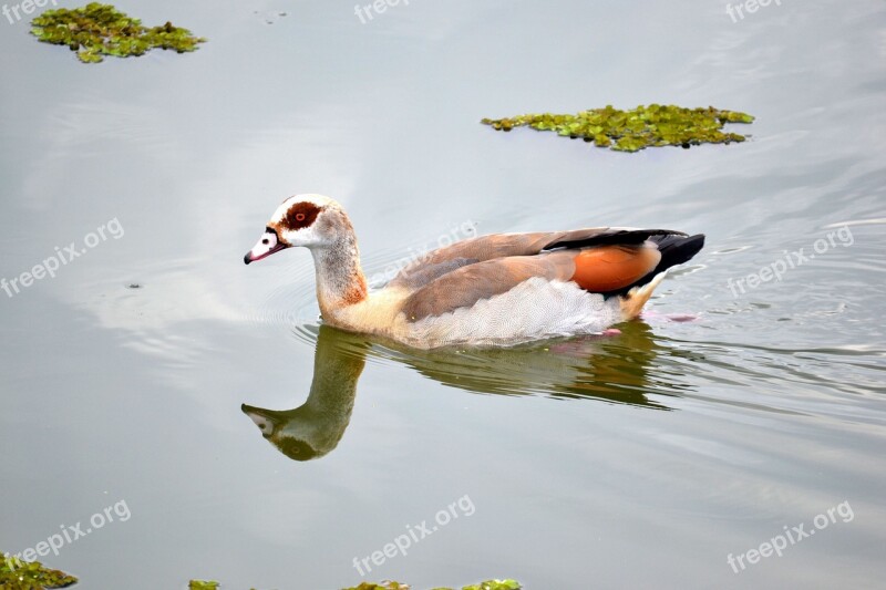 Duck Bird Swimming Silhouette Nature