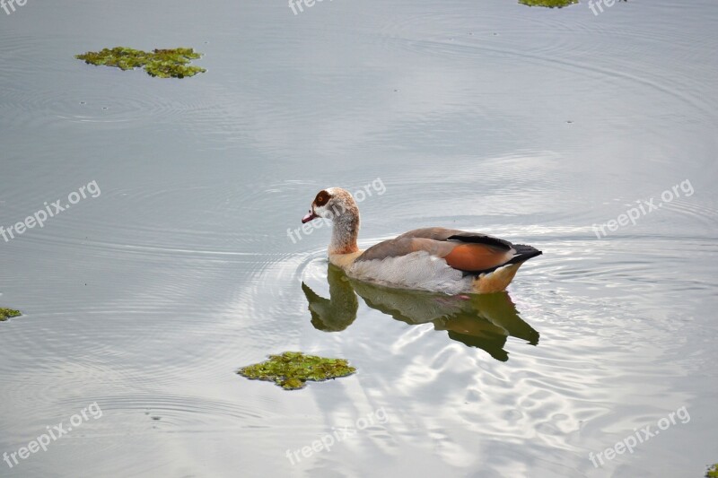 Duck Pond Nature Wildlife Feather