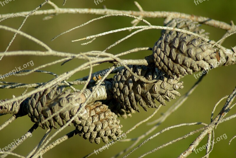 Pine Pinecone Dead Tree Hemang Patel Free Photos