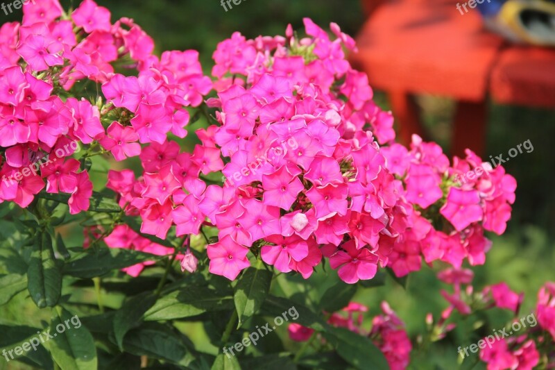 Phlox Flower Purple Garden Petals