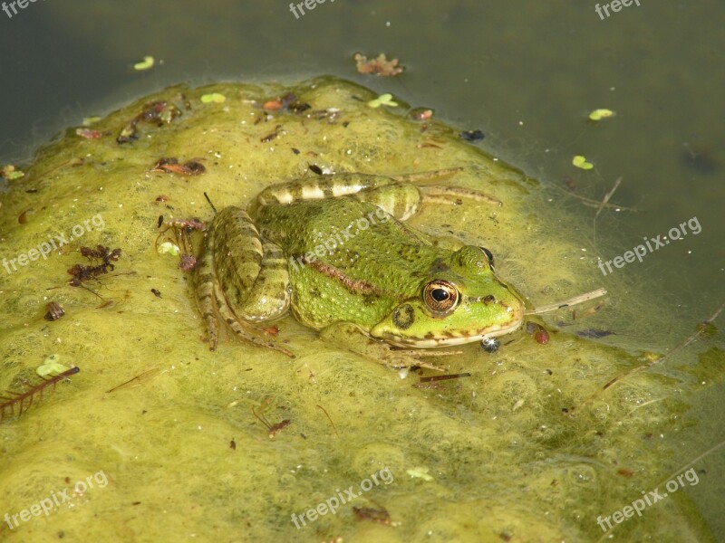 Frog Toad Pond Water Free Photos