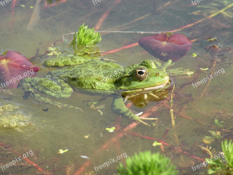 Frog Green Nature Water Pond