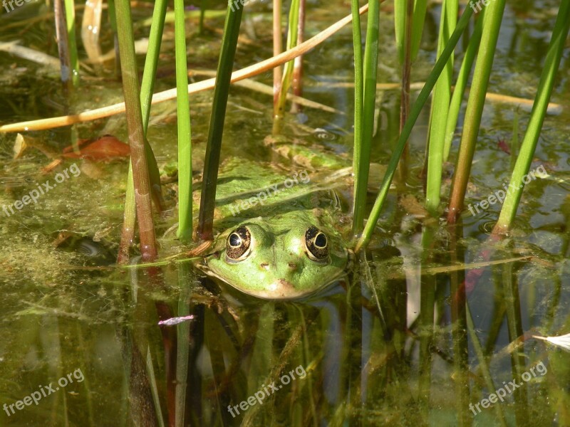 Frog Green Nature Water Pond