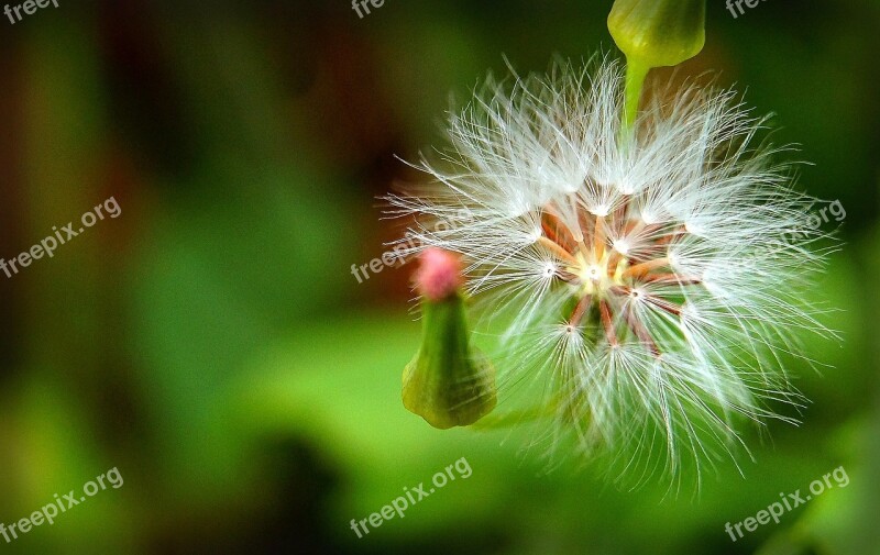 Dandelion Bokeh Flower Of The Field Free Photos