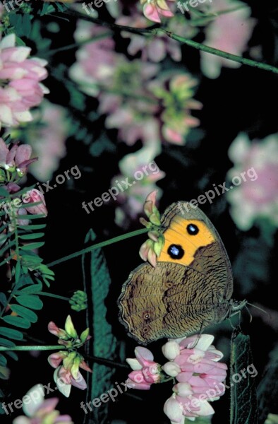 Common Woo Nymph Butterfly Flowers Blooms Blossoms