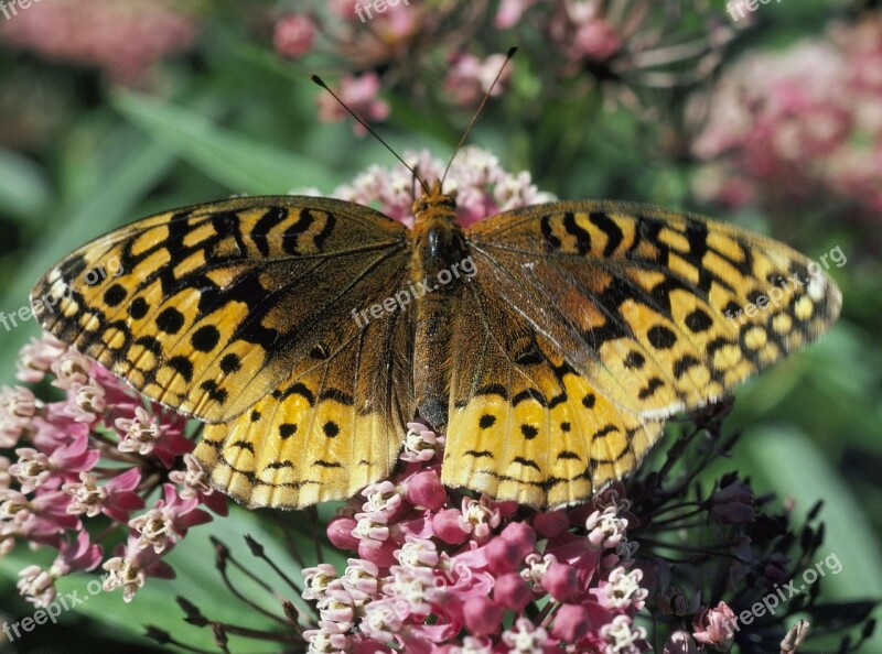 Spangled Fritillary Butterfly Insect Wings Wildlife