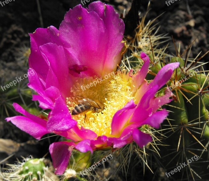 Cactus Flower Small Bee Pollen Nectar