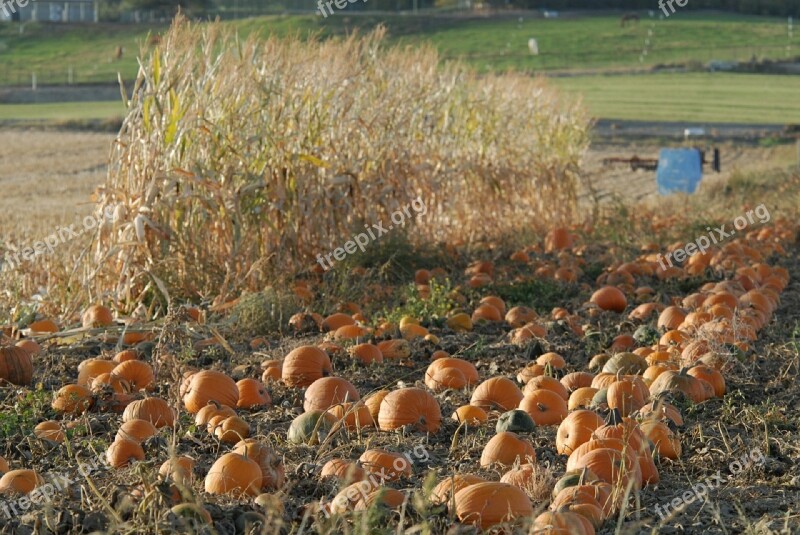 Pumpkin Patch Pumpkins Growing Agriculture Harvest